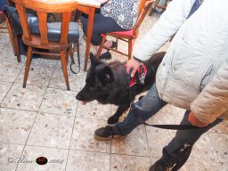 Der Dornbacher im GH Timo am 11.10.2025